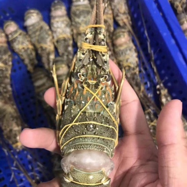 越南小青龙