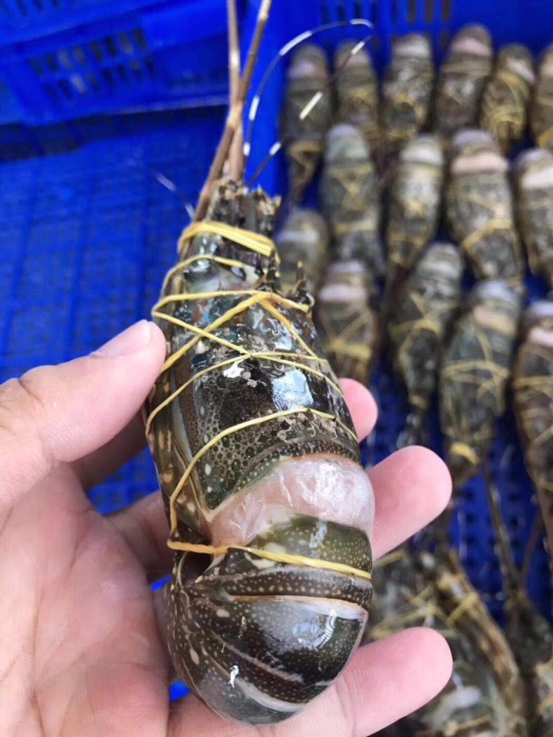 越南小青龙