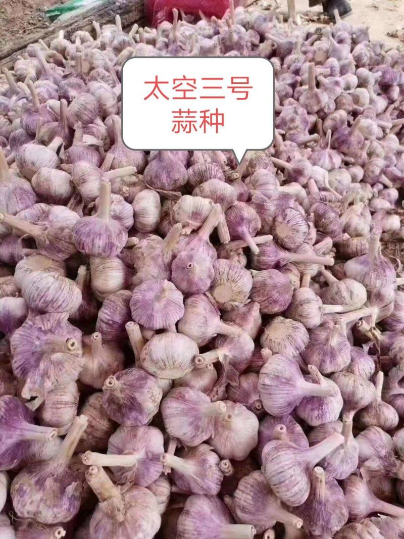 大清棵蒜种。太空2号蒜种，杂交大蒜种子。免费提供技术