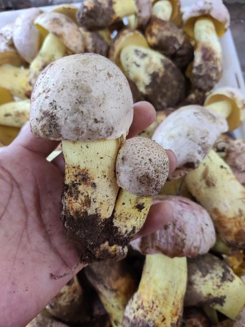 白葱菌鲜货，精品
