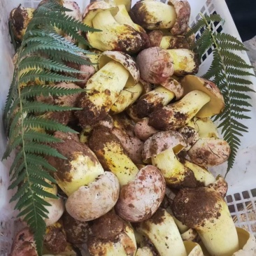 白葱菌鲜货，精品