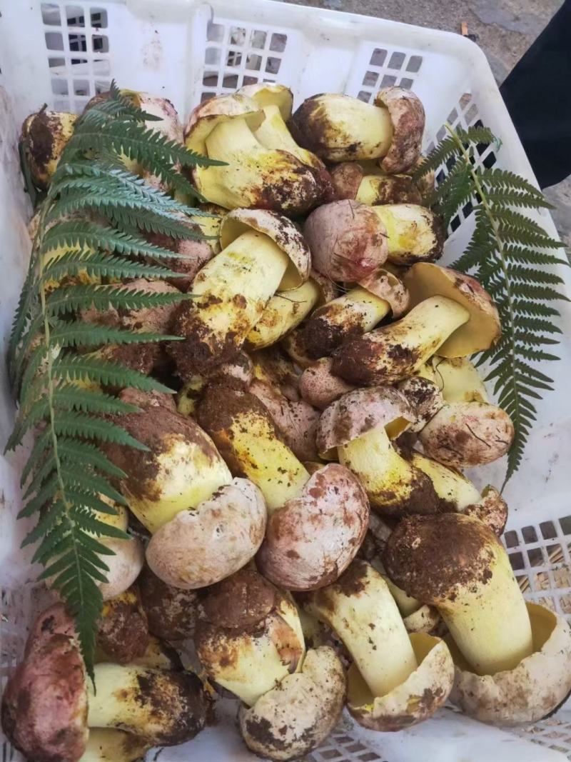 白葱菌鲜货，精品