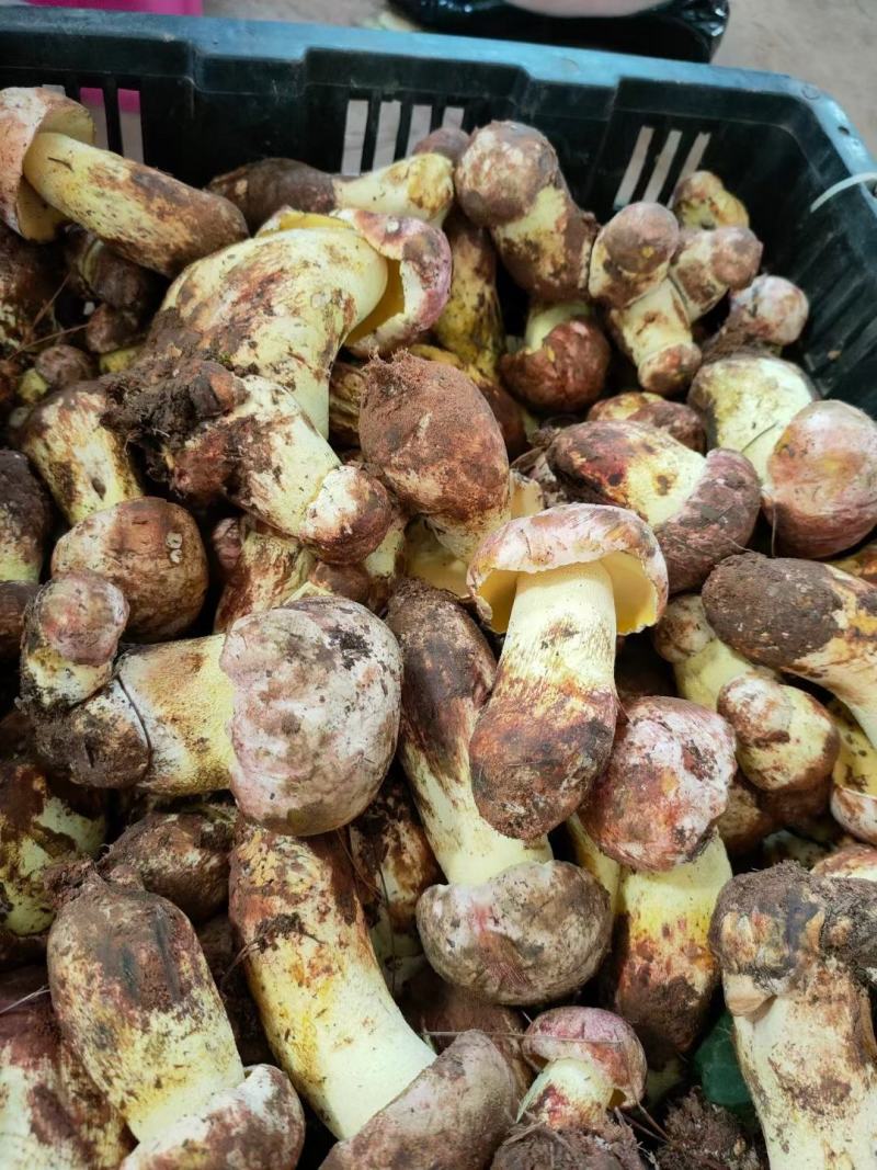 白葱菌鲜货，精品