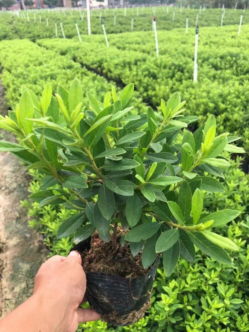 优质毛杜鹃，自家种植，产地直销，量大从优，欢迎老板咨询
