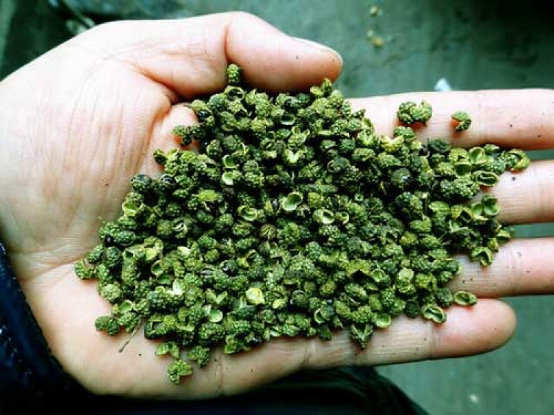 自产精品青麻椒（产地直销）