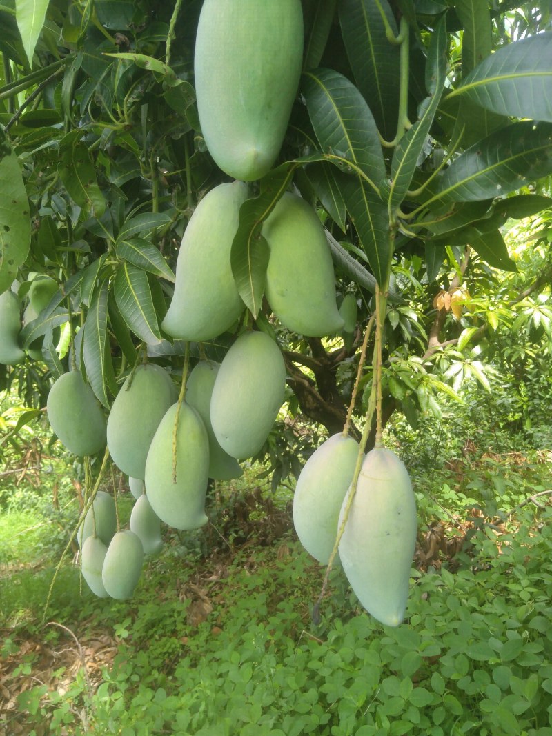 热带水果
