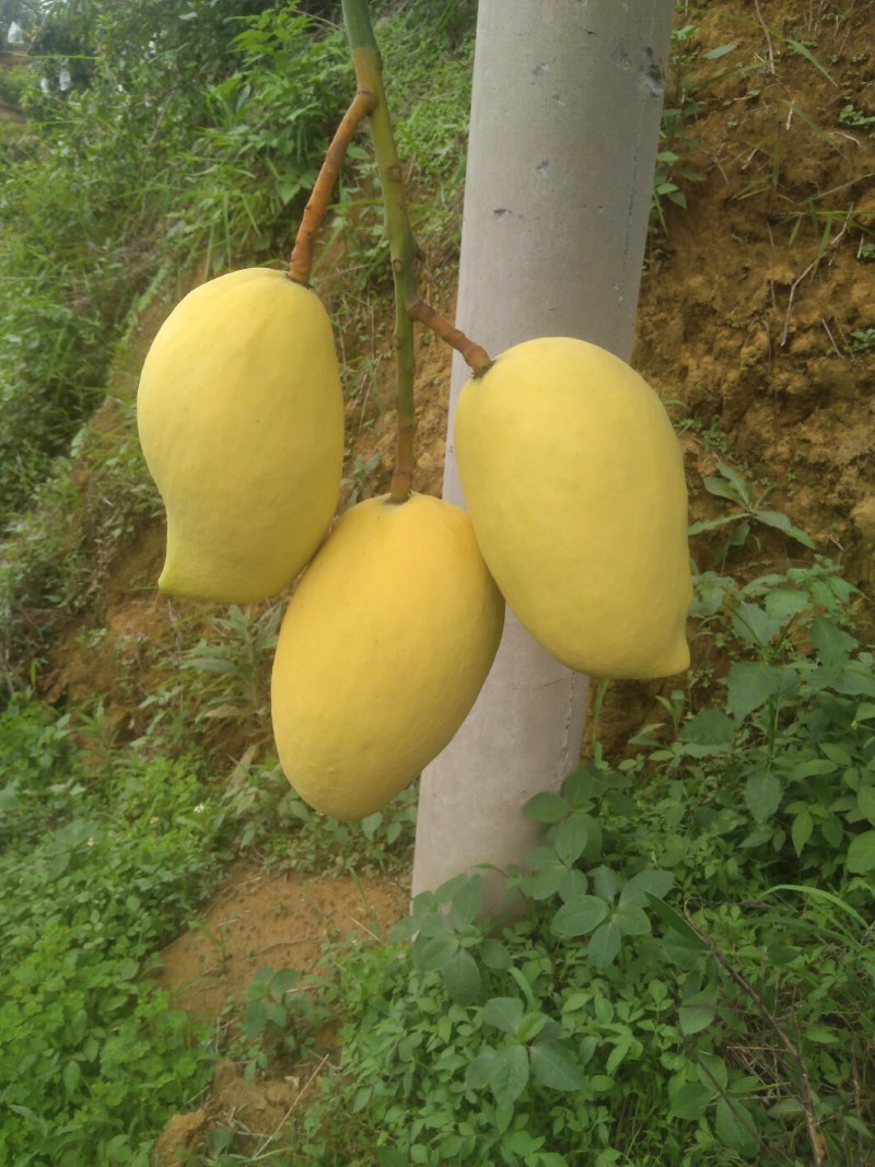 热带水果