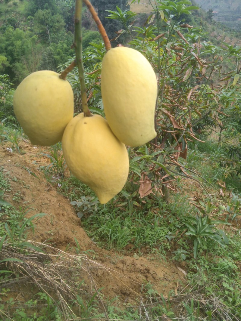 热带水果
