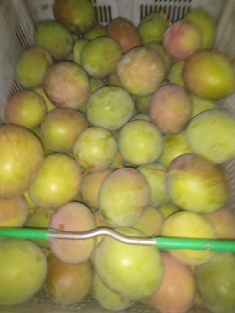 热带水果