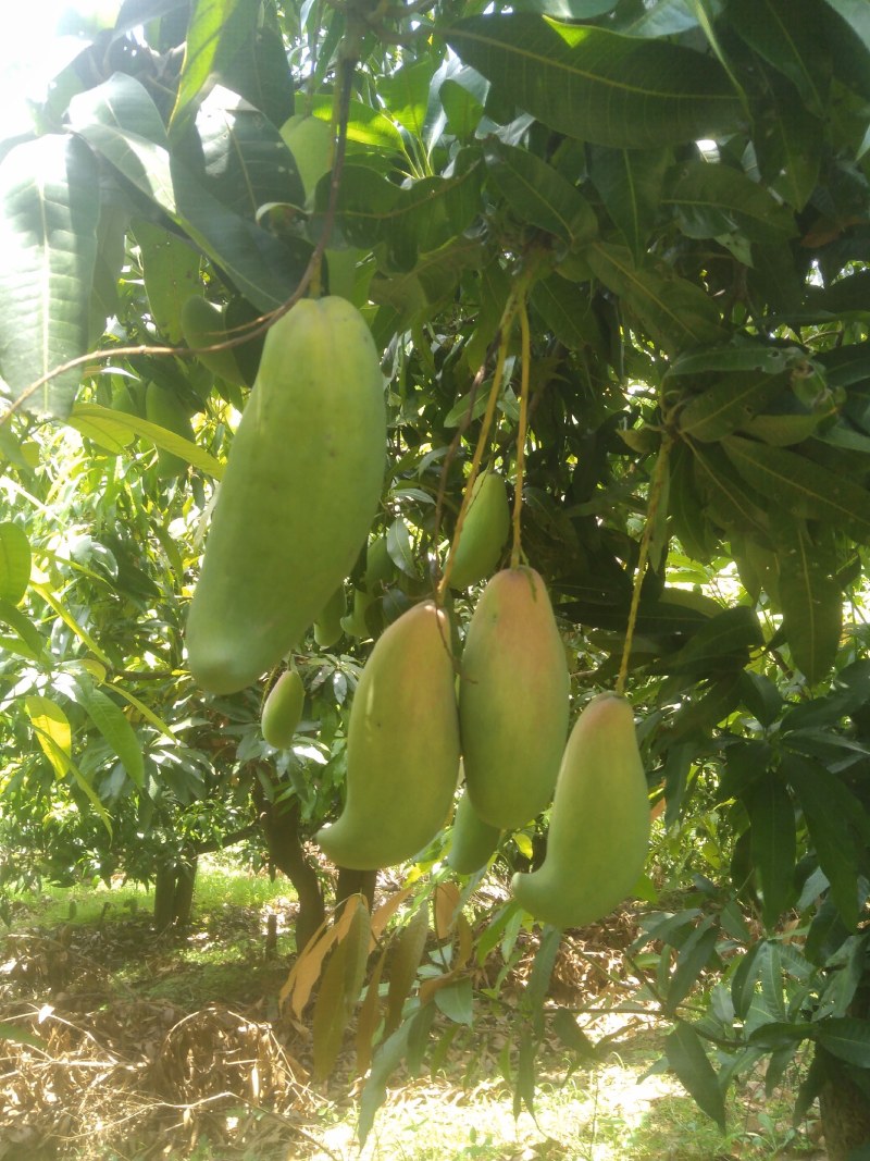 热带水果