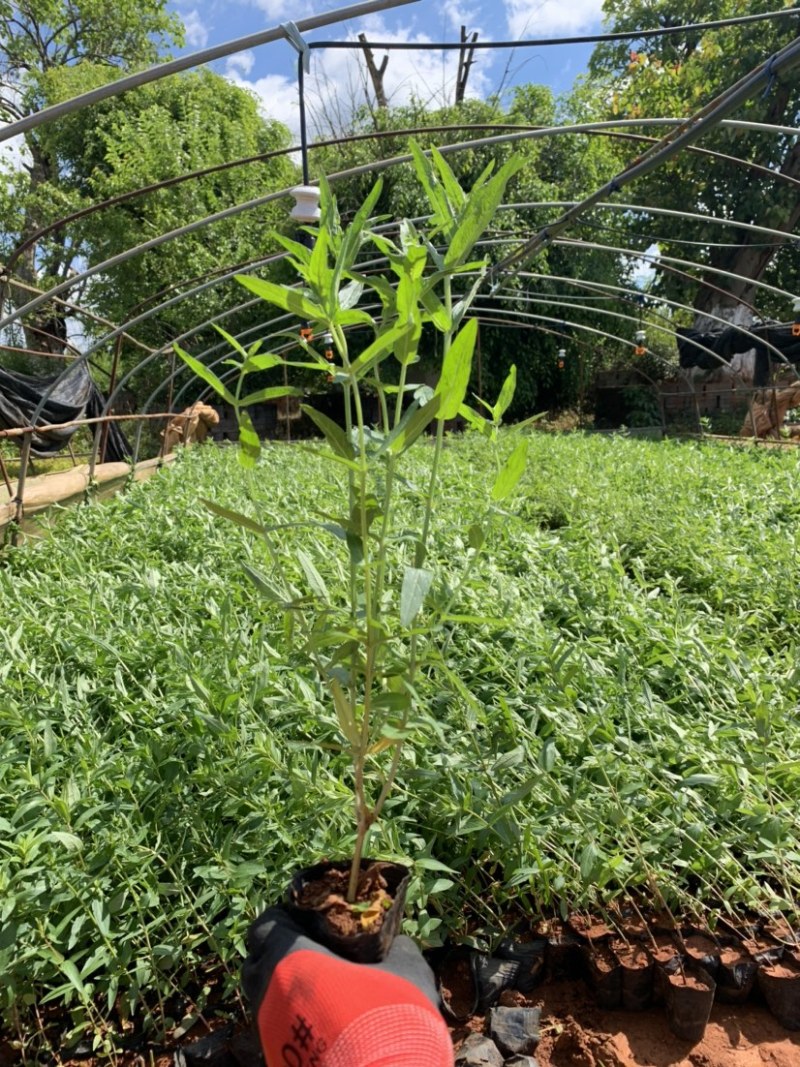 千屈菜苗，水枝柳，对叶莲，鞭草，败毒草，育景苗圃
