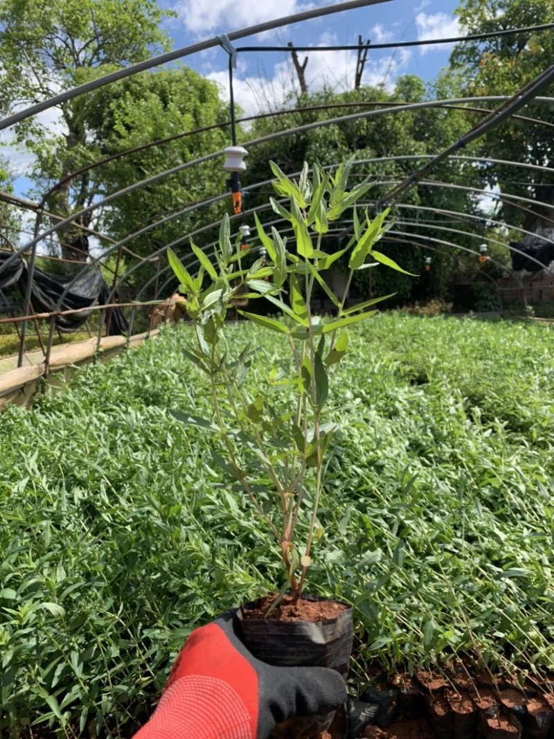 千屈菜苗，水枝柳，对叶莲，鞭草，败毒草，育景苗圃