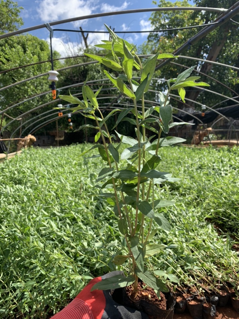 千屈菜苗，水枝柳，对叶莲，鞭草，败毒草，育景苗圃
