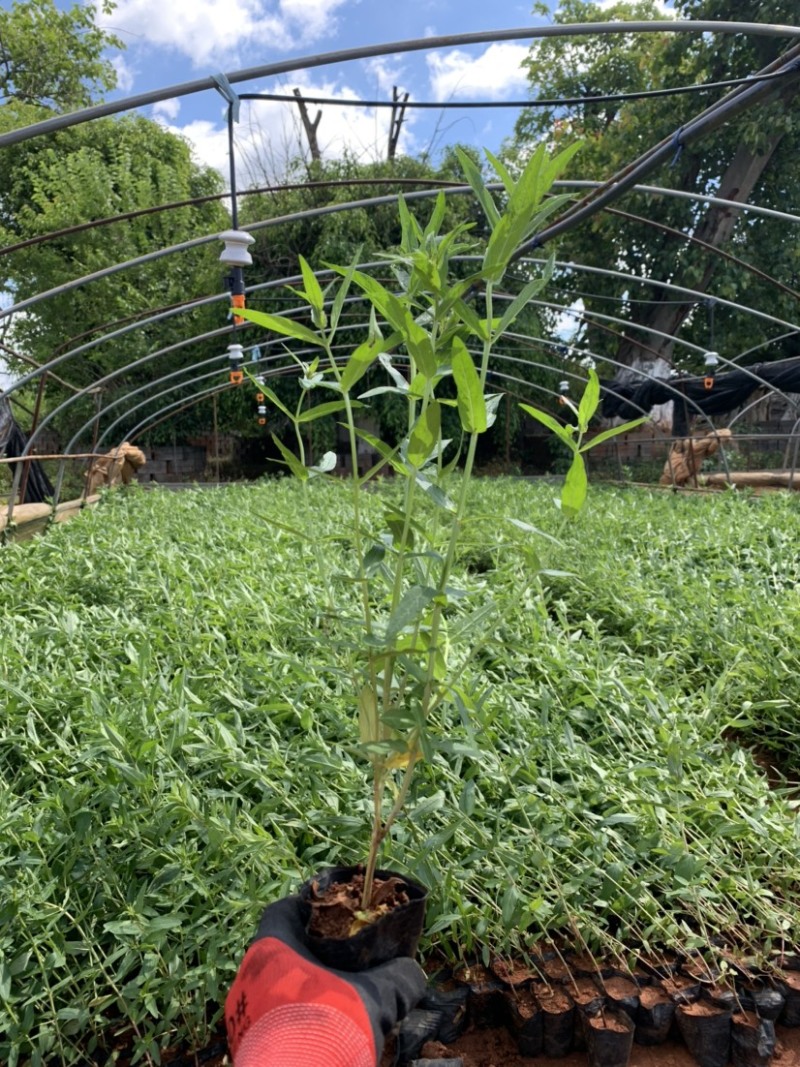 千屈菜苗，水枝柳，对叶莲，鞭草，败毒草，育景苗圃