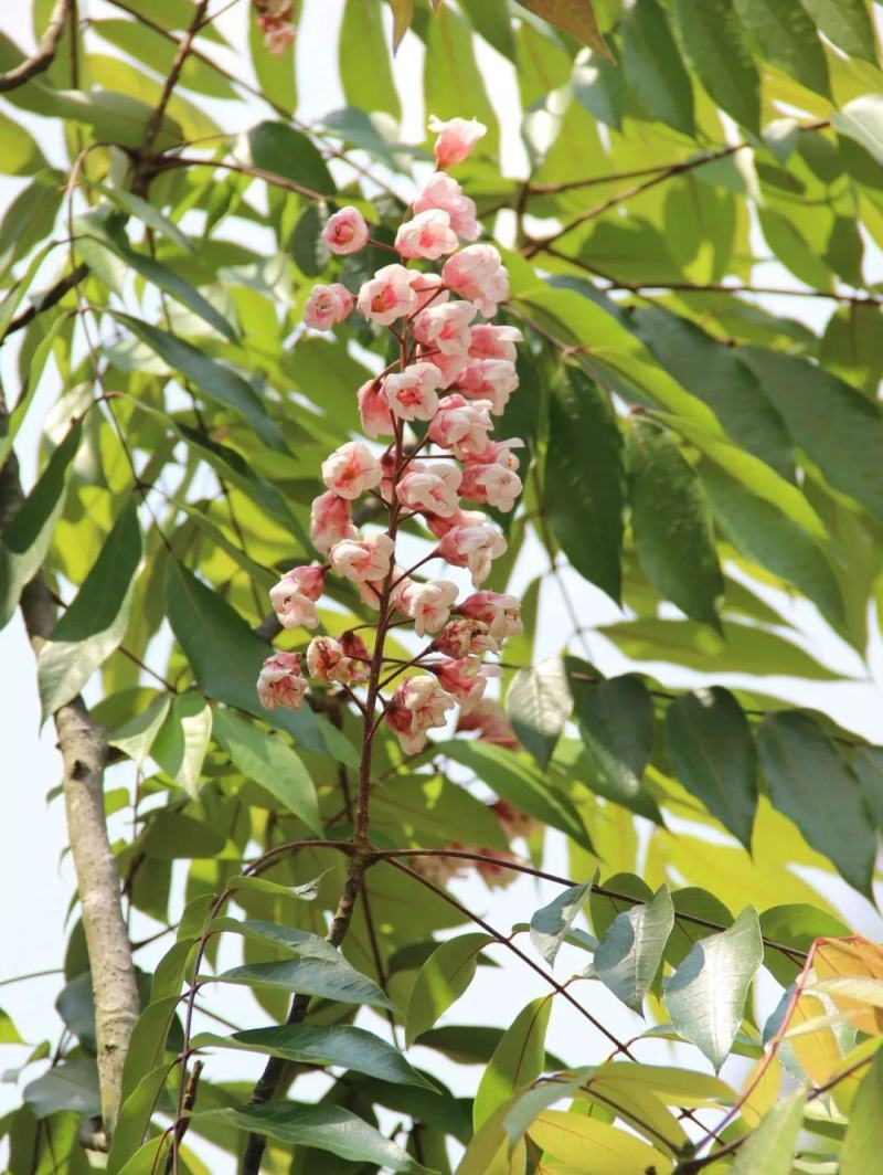 伯乐树钟萼木山桃花寻予生活庭院红色果实种苗