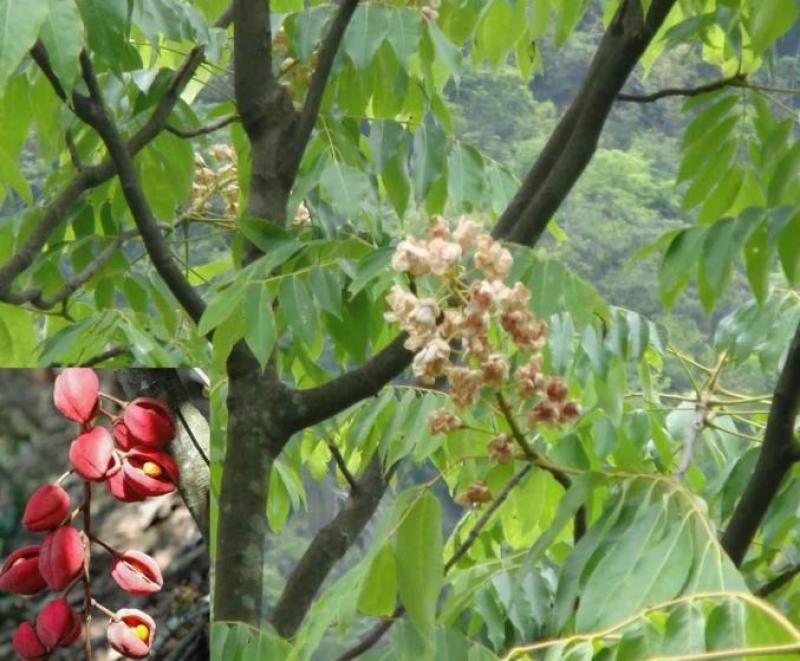 伯乐树钟萼木山桃花寻予生活庭院红色果实种苗