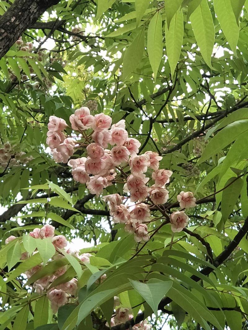 伯乐树钟萼木山桃花寻予生活庭院红色果实种苗