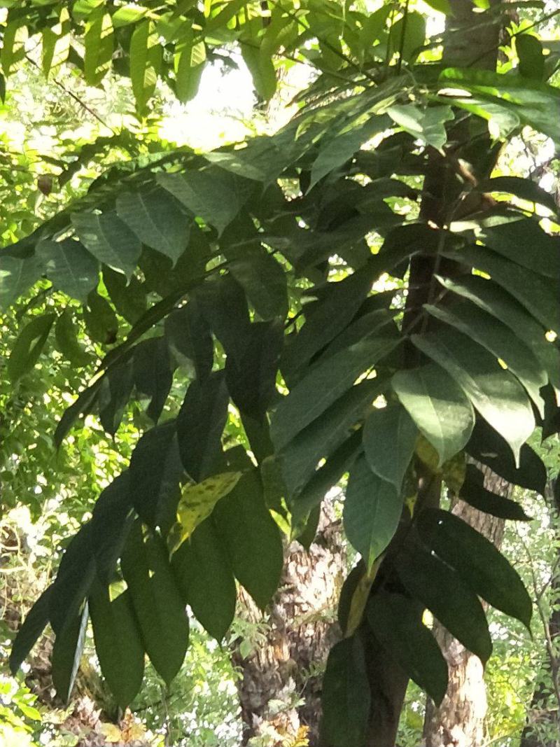 伯乐树钟萼木山桃花寻予生活庭院红色果实种苗