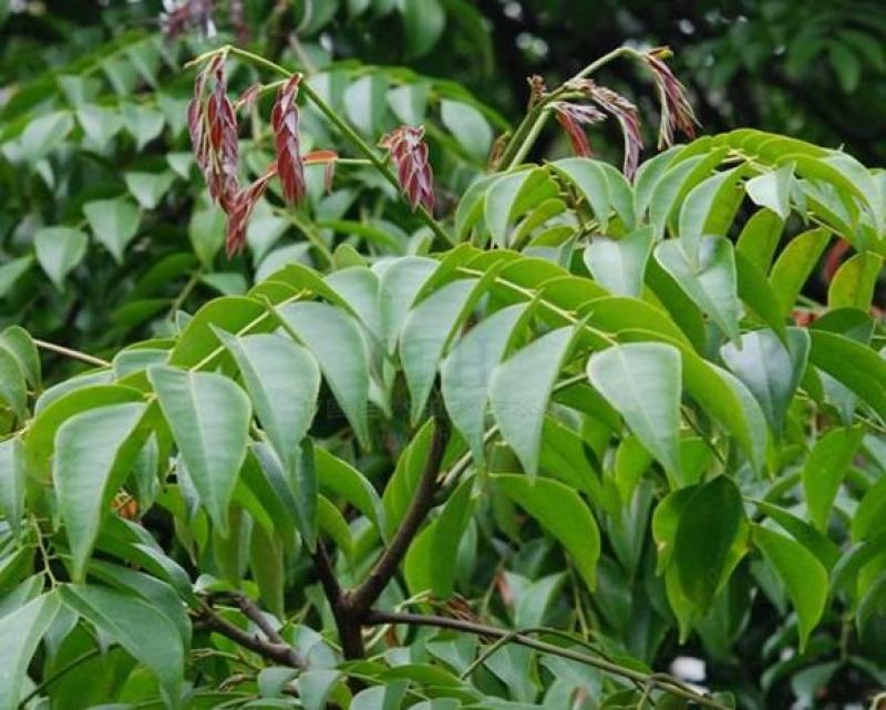 伯乐树钟萼木山桃花寻予生活庭院红色果实种苗