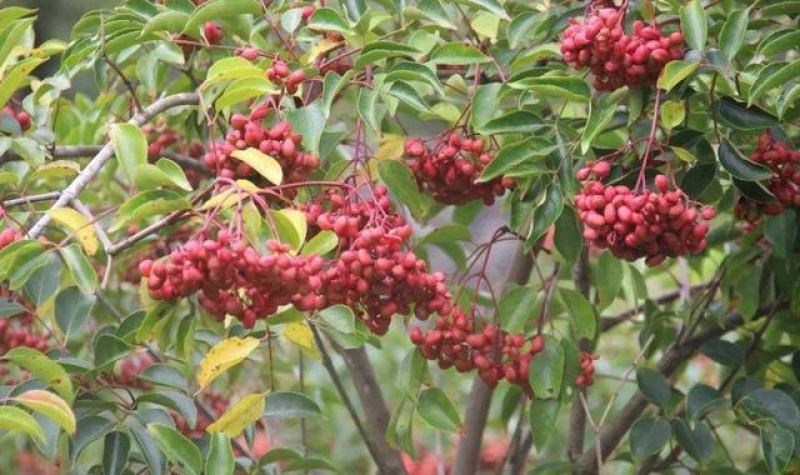 伯乐树钟萼木山桃花寻予生活庭院红色果实种苗