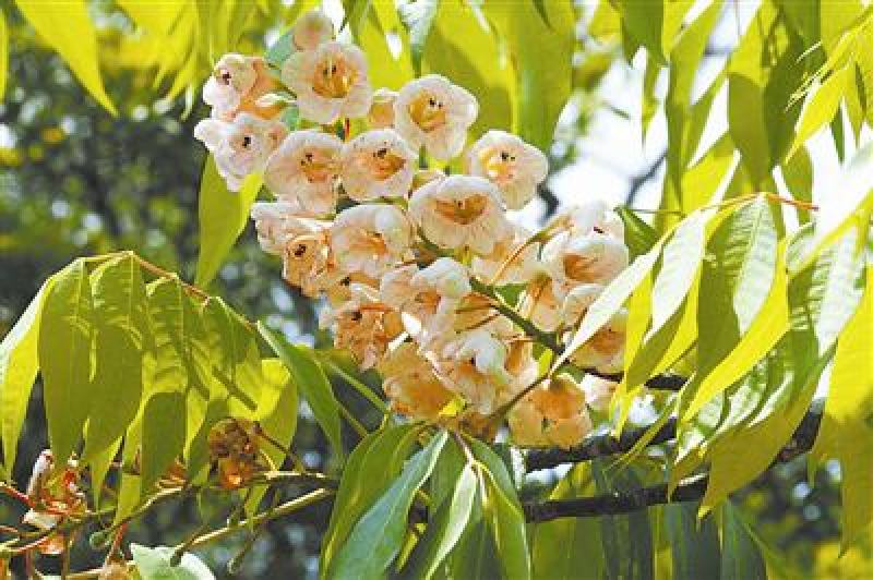 伯乐树钟萼木山桃花寻予生活庭院红色果实种苗