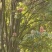 伯乐树钟萼木山桃花寻予生活庭院红色果实种苗