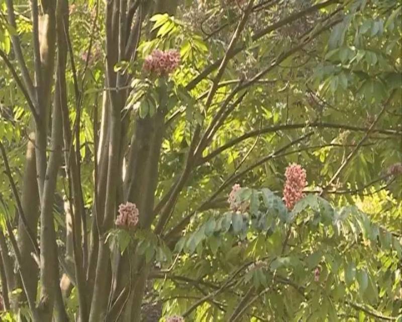 伯乐树钟萼木山桃花寻予生活庭院红色果实种苗