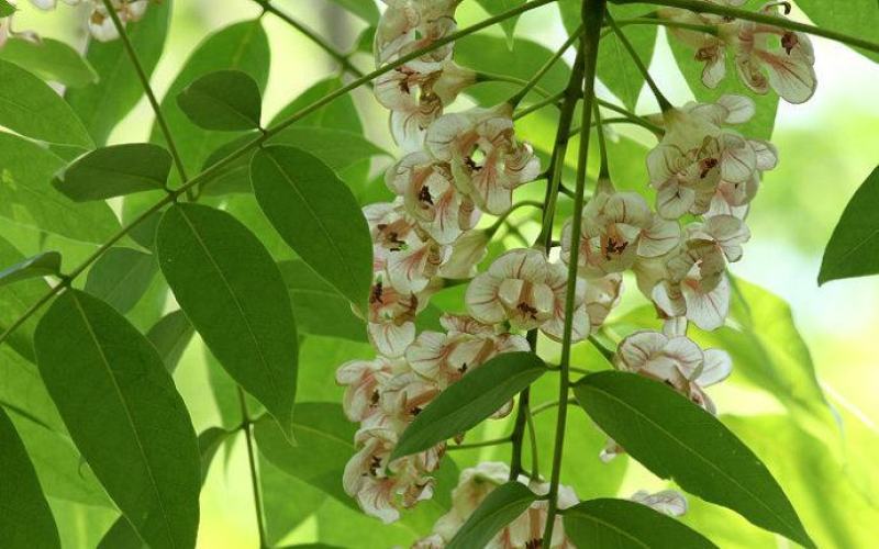 伯乐树钟萼木山桃花寻予生活庭院红色果实种苗