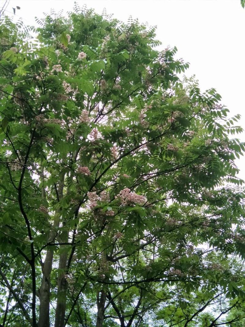 伯乐树钟萼木山桃花寻予生活庭院红色果实种苗