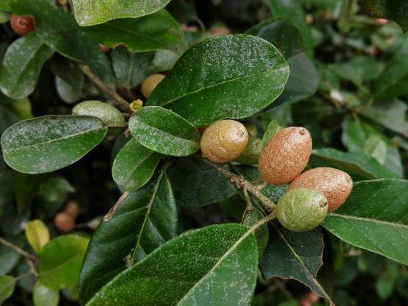 伯乐树钟萼木山桃花寻予生活庭院红色果实种苗
