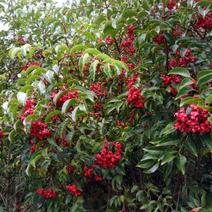 伯乐树钟萼木山桃花寻予生活庭院红色果实种苗