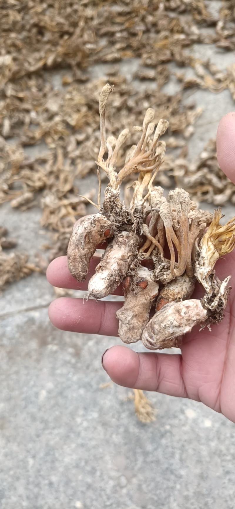 大别山纯野生金蝉花，品质高，产地直发，多规格大货长年供应