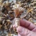 大别山纯野生金蝉花，品质高，产地直发，多规格大货长年供应