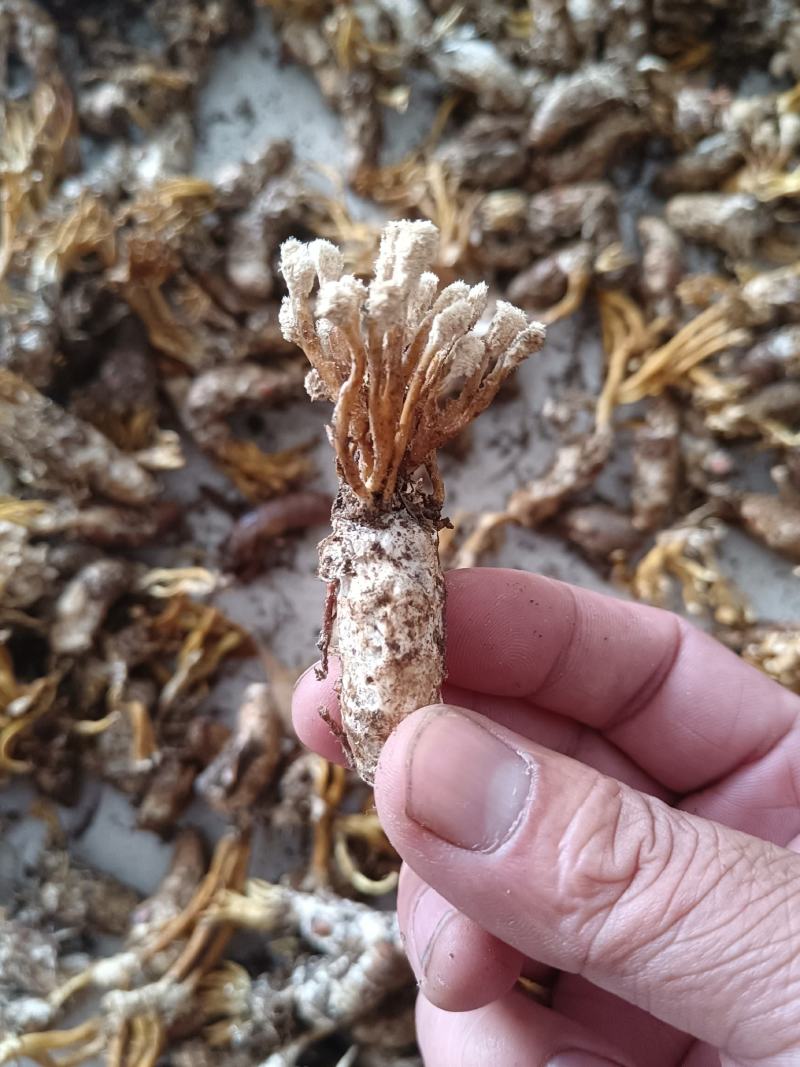 大别山纯野生金蝉花，品质高，产地直发，多规格大货长年供应