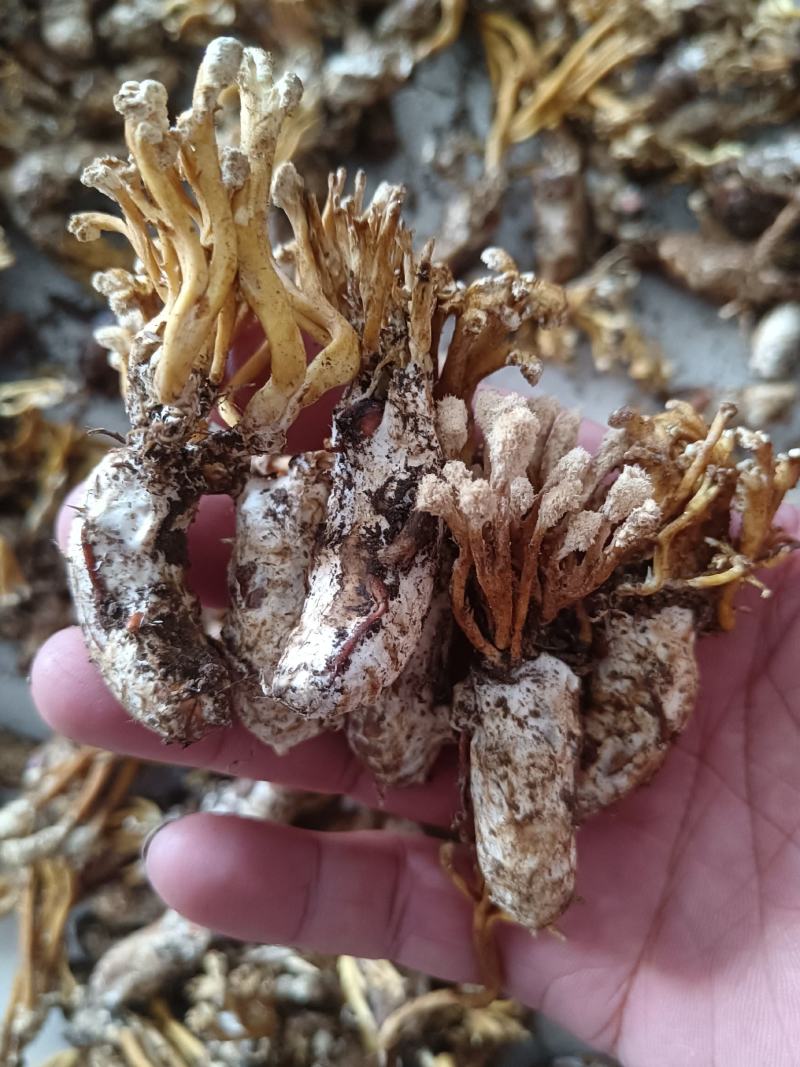 大别山纯野生金蝉花，品质高，产地直发，多规格大货长年供应