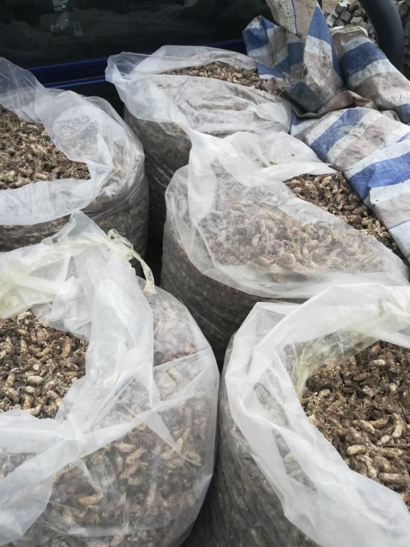 大别山纯野生金蝉花，品质高，产地直发，多规格大货长年供应