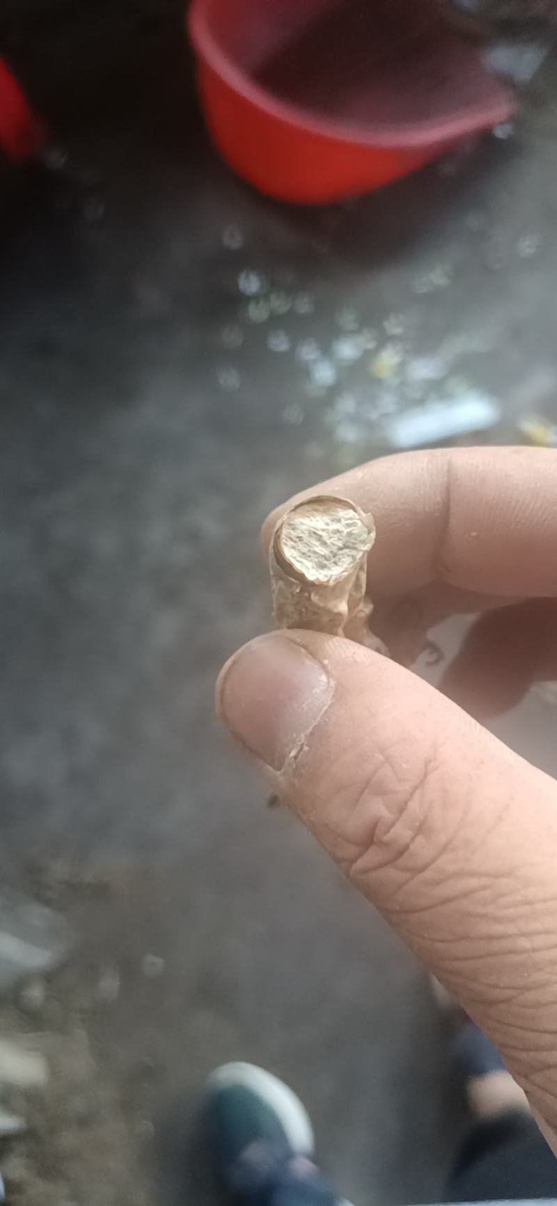 大别山纯野生金蝉花，品质高，产地直发，多规格大货长年供应