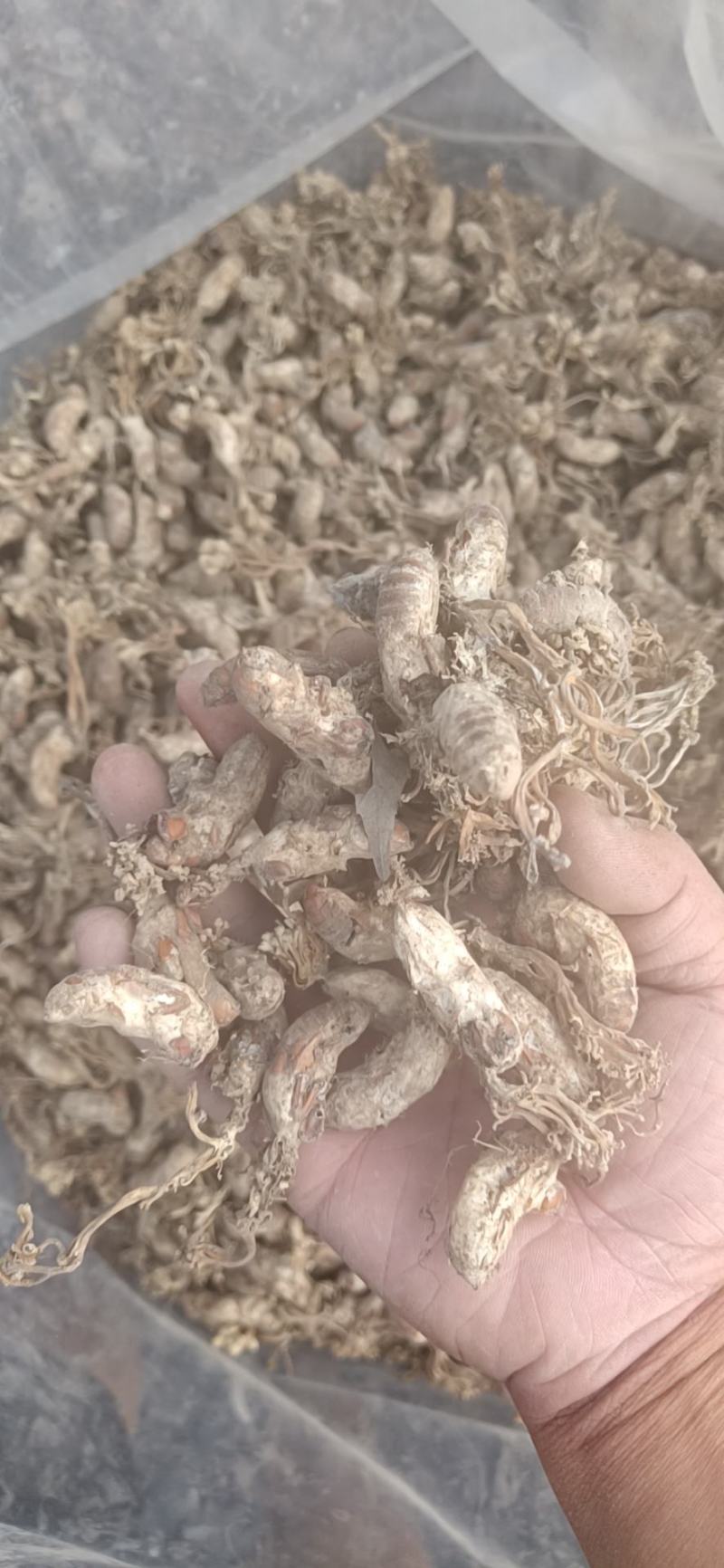 大别山纯野生金蝉花，品质高，产地直发，多规格大货长年供应