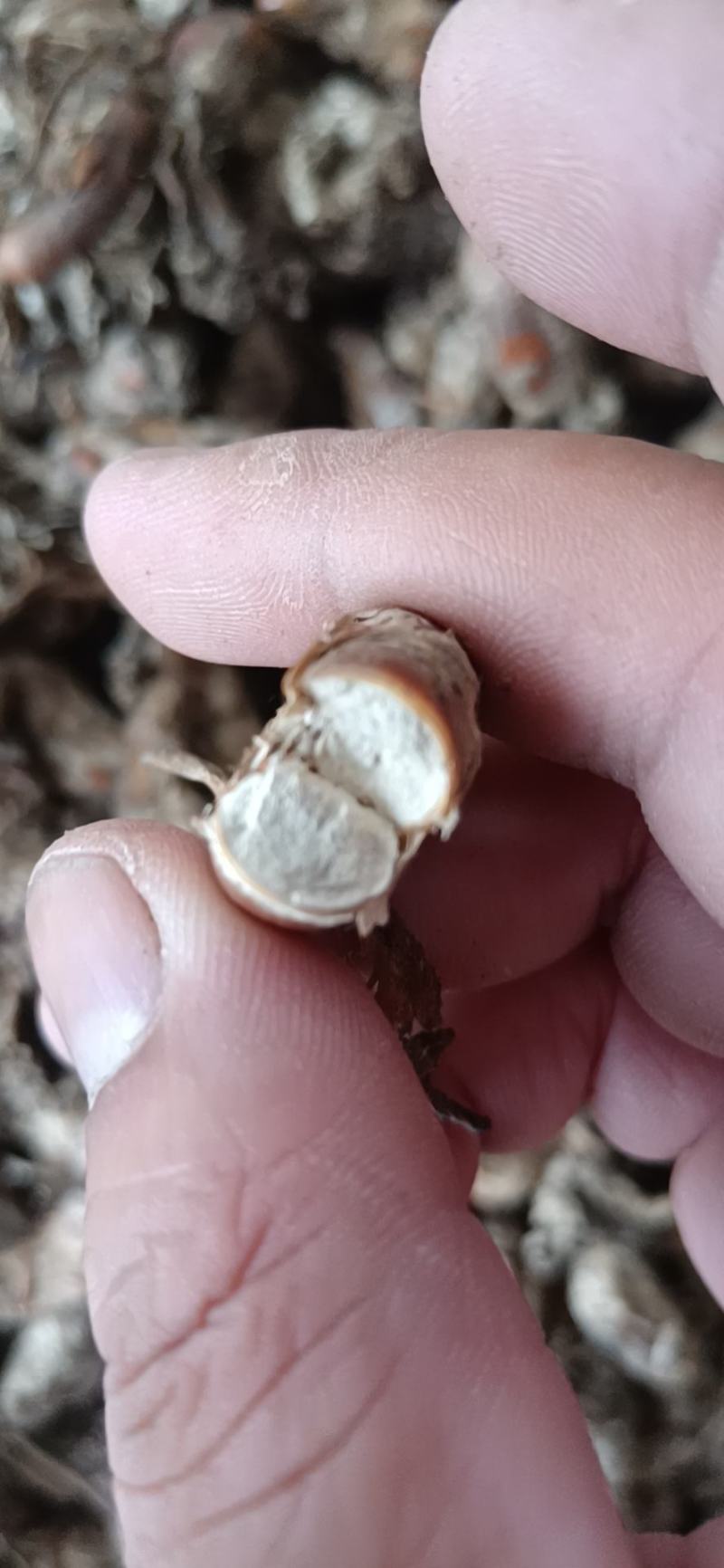 大别山纯野生金蝉花，品质高，产地直发，多规格大货长年供应