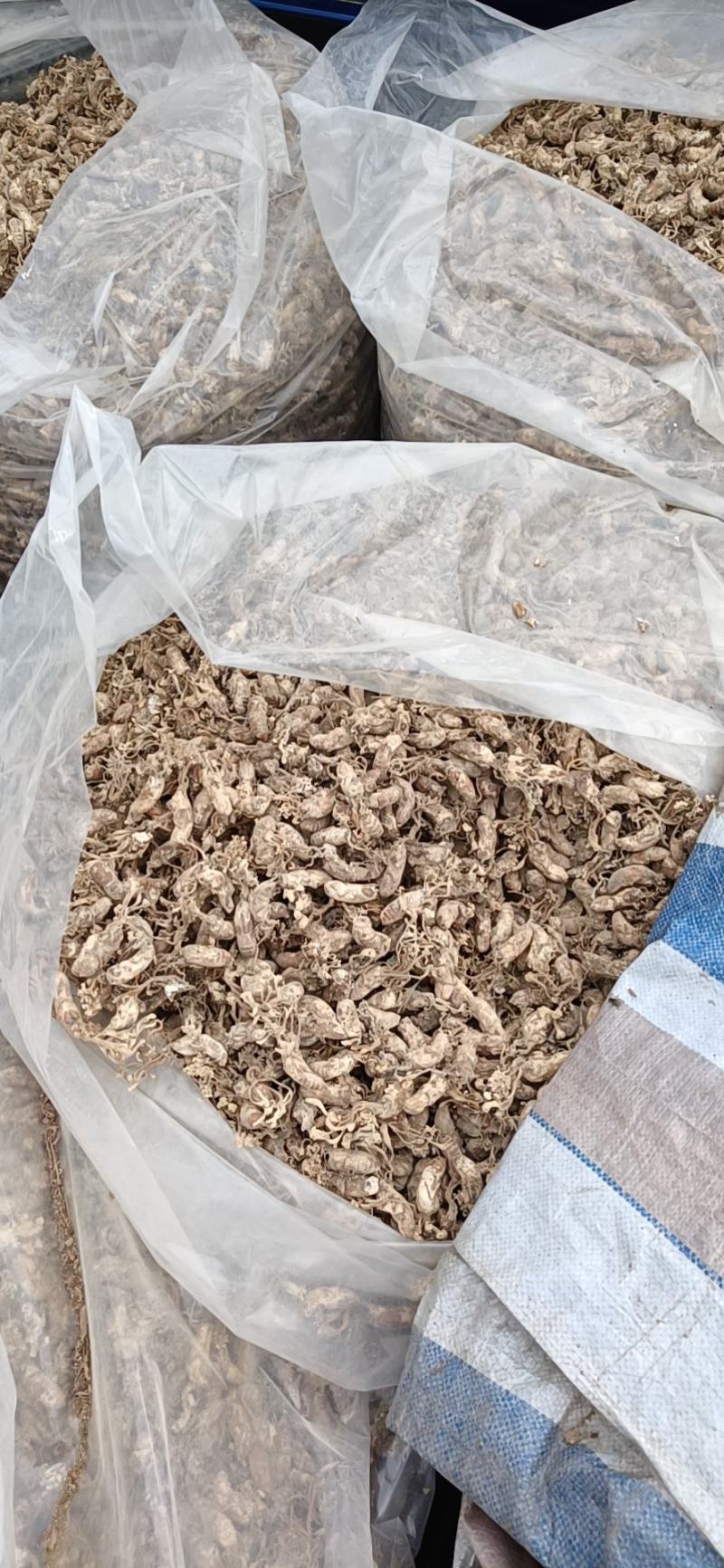 大别山纯野生金蝉花，品质高，产地直发，多规格大货长年供应