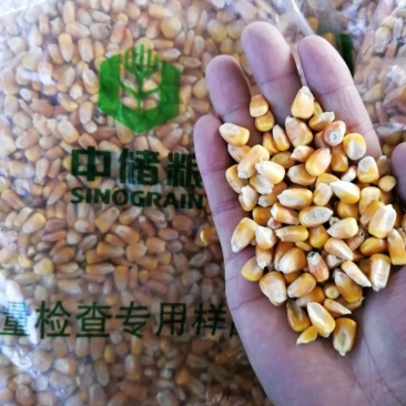 中储粮二等干玉米