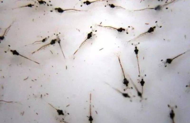 虾苗南美白对虾苗白虾苗进口一代苗快大苗对虾苗