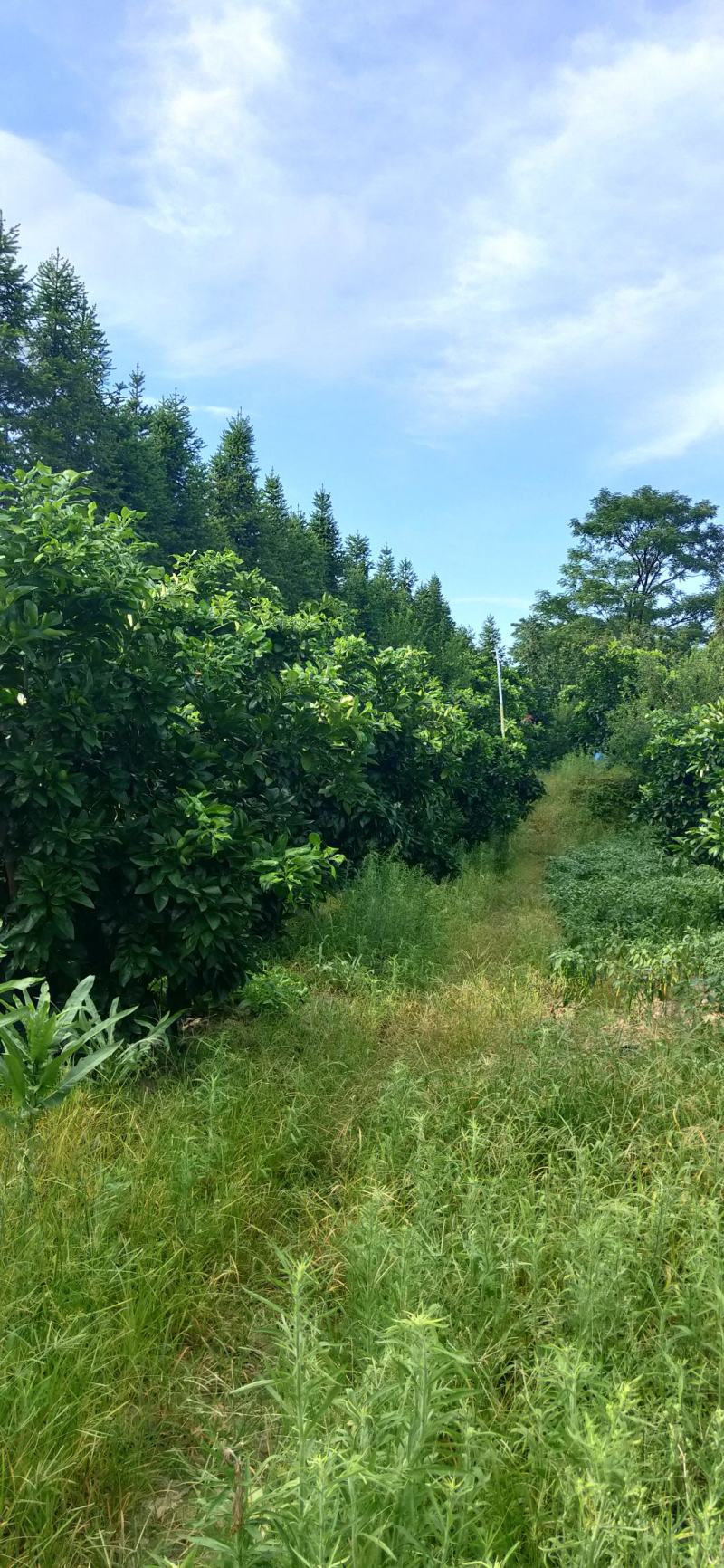 湖南靖州金鑫苗木合作专业种植杨梅柚子树苗