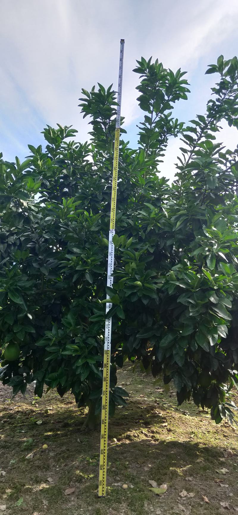 湖南靖州金鑫苗木合作专业种植杨梅柚子树苗