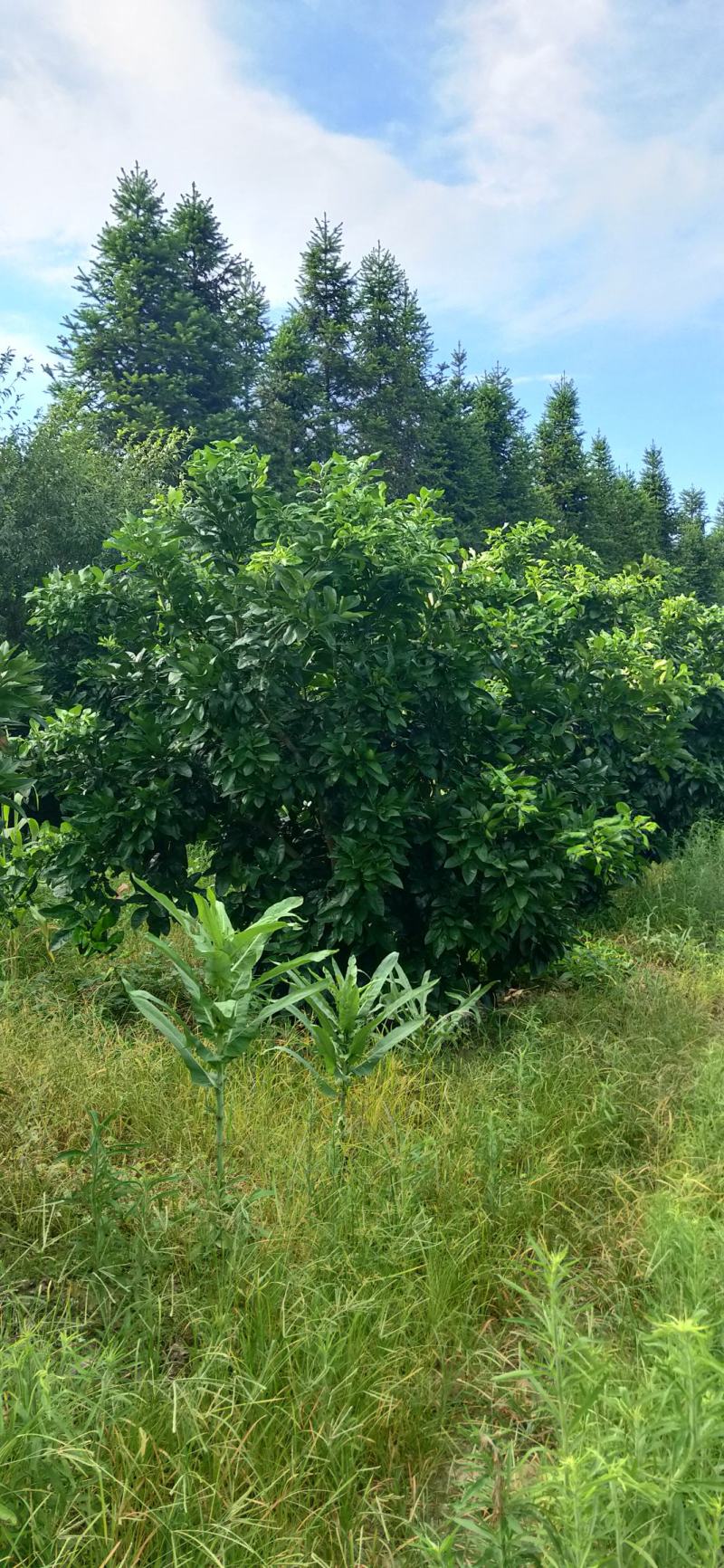 湖南靖州金鑫苗木合作专业种植杨梅柚子树苗