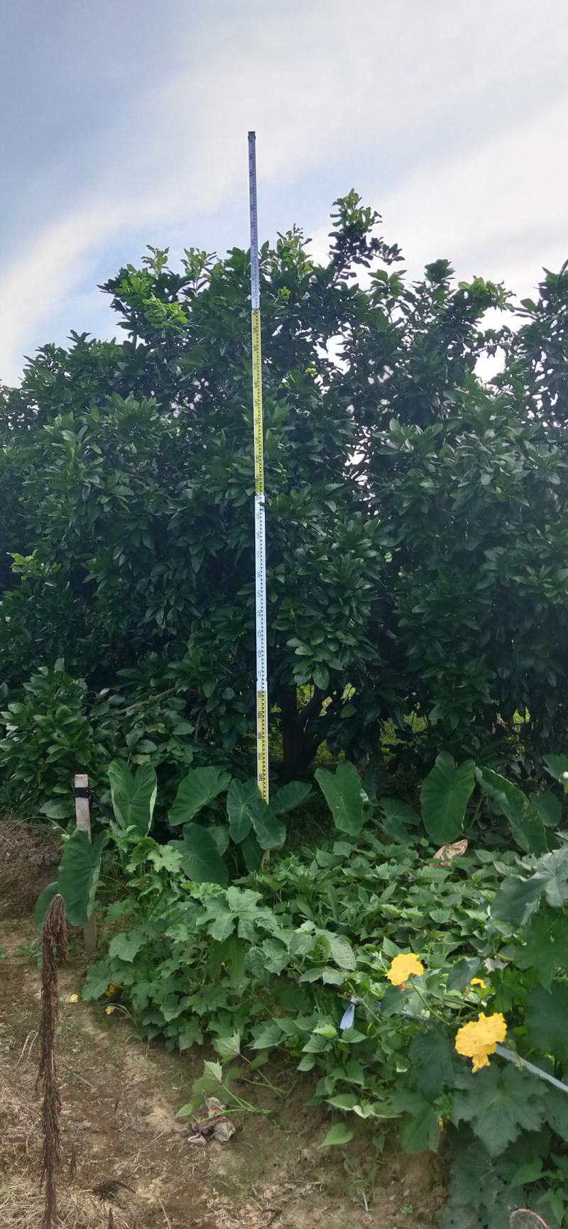 湖南靖州金鑫苗木合作专业种植杨梅柚子树苗