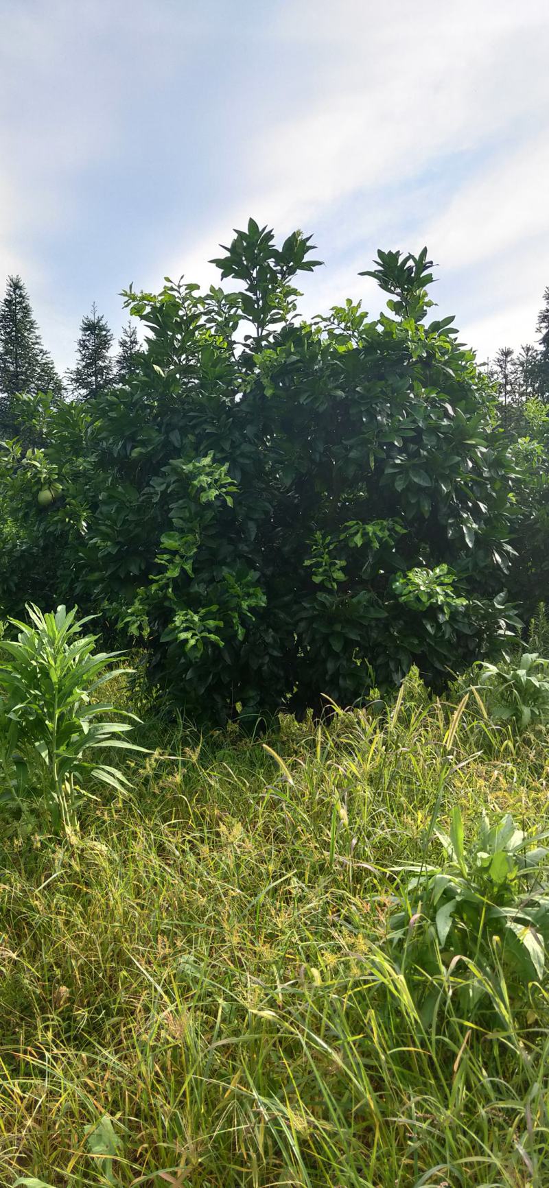 湖南靖州金鑫苗木合作专业种植杨梅柚子树苗