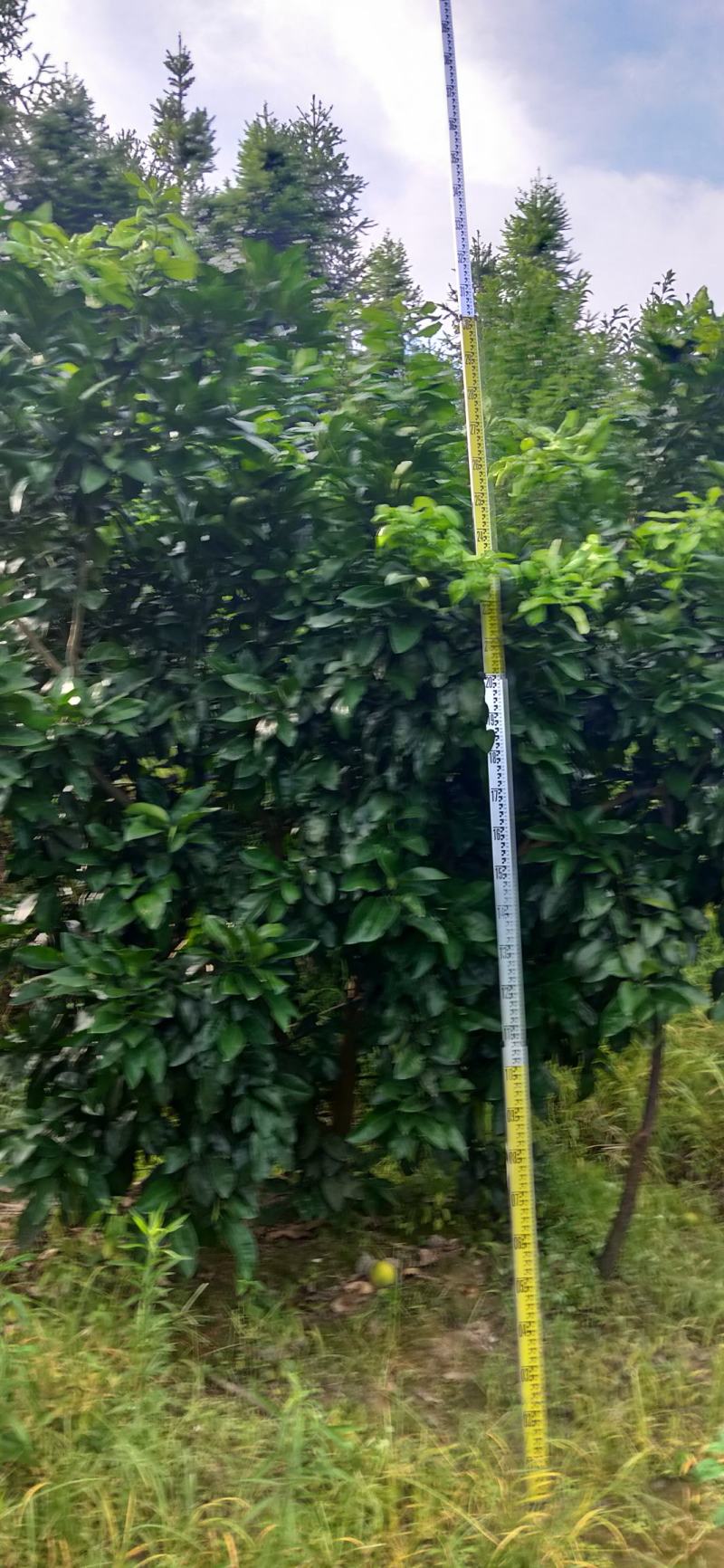 湖南靖州金鑫苗木合作专业种植杨梅柚子树苗
