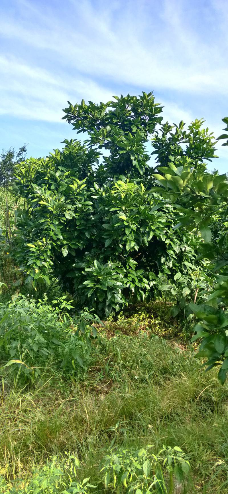 湖南靖州金鑫苗木合作专业种植杨梅柚子树苗