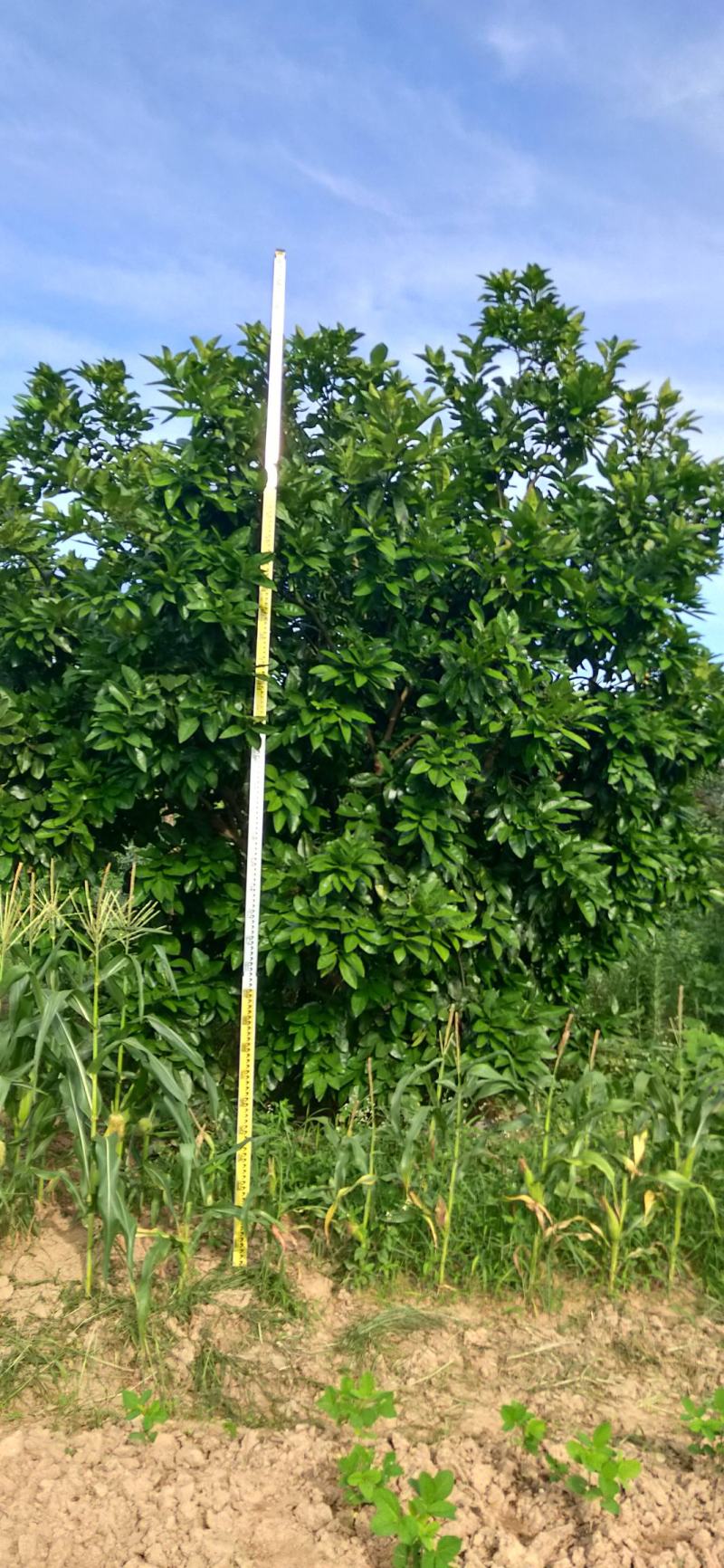 湖南靖州金鑫苗木合作专业种植杨梅柚子树苗